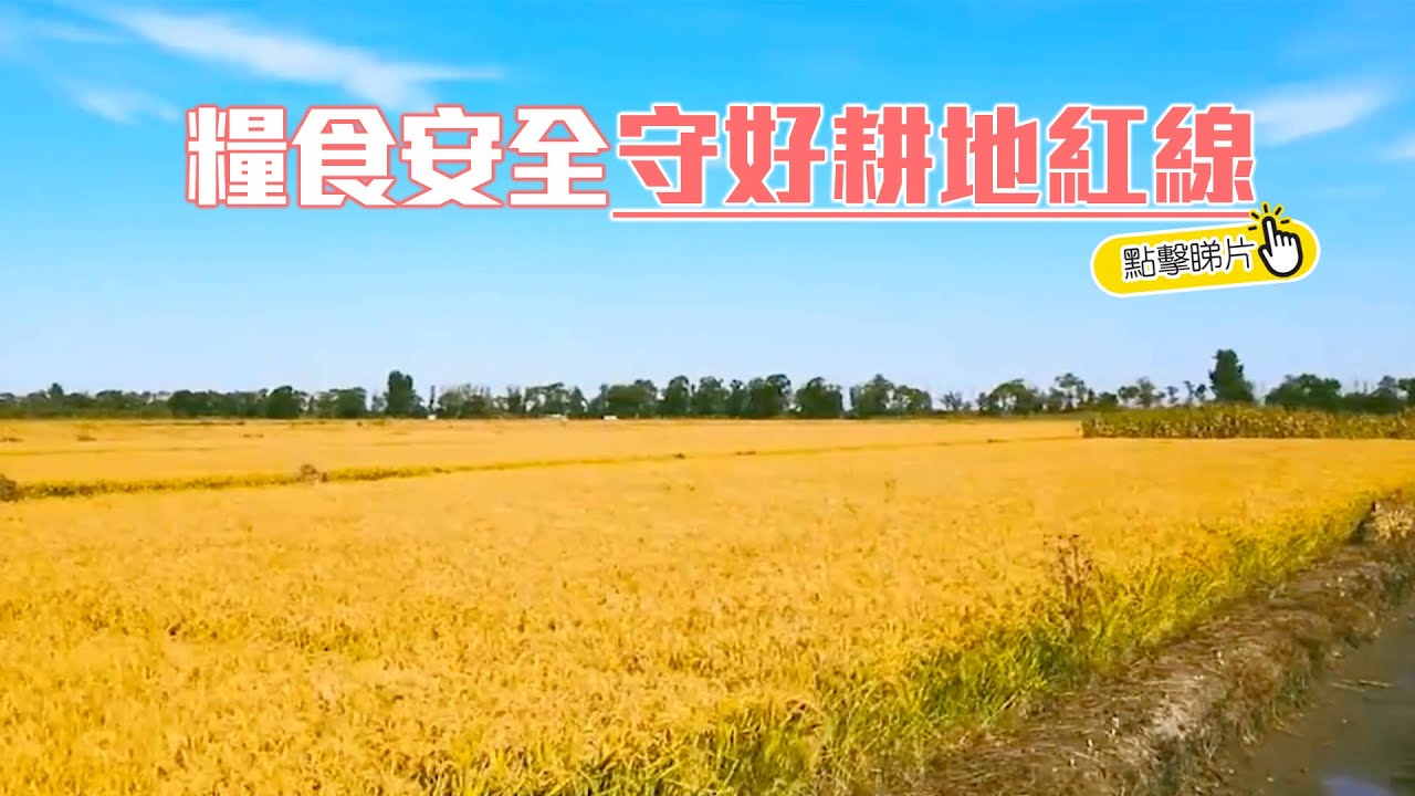 中國糧食安全?  守好耕地「紅線」| The China Current 粵語