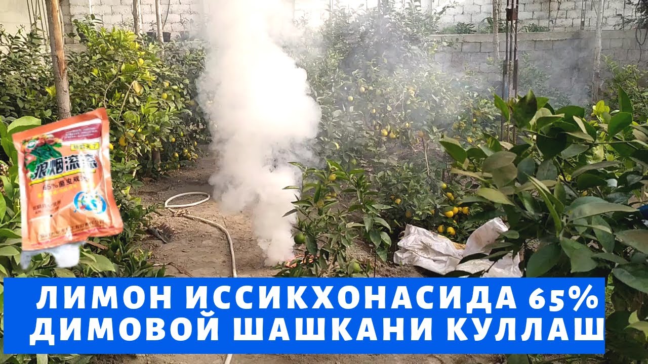ИССИКХОНАДА ЛИМОН ЕТИШТИРИШ, ЛИМОН АГРО ТЕХНИКАСИ ЦИТРУС МЕВАЛАР