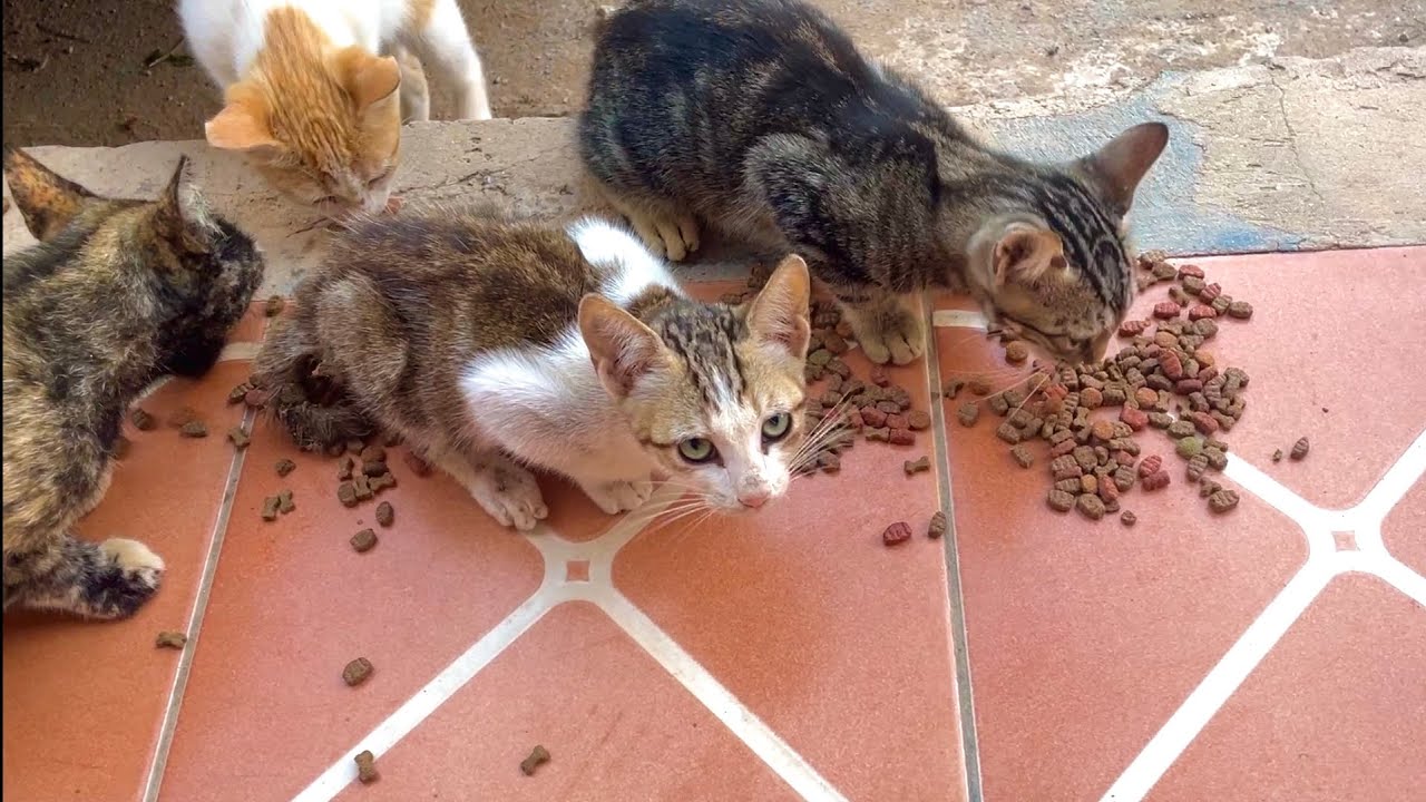This poor stray kitten has broken legs