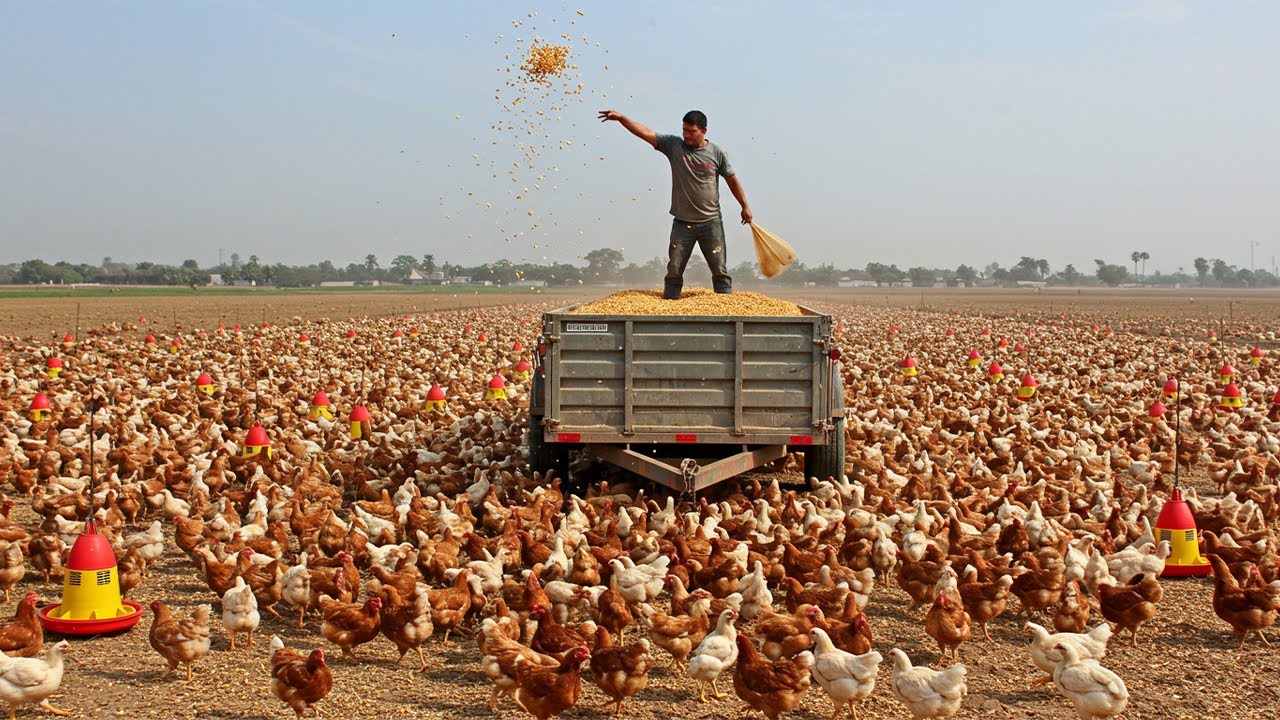 ESSE HOMEM CRIA 70 MIL GALINHAS SOLTAS EM SUA FAZENDA!