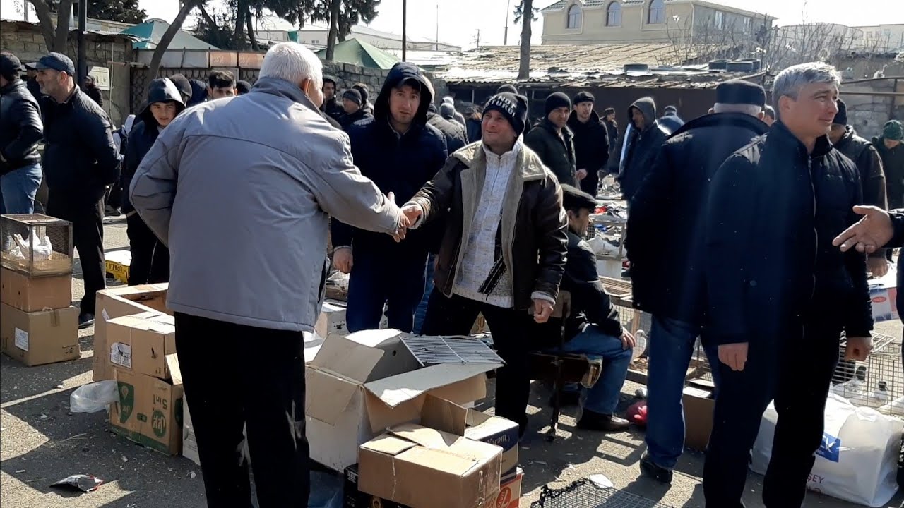Sabuncu qus bazari 01.03.2020 #sabuncuqusbazari2020 #bakigoyercinleri2020 #kuspazari #guvercinpazari