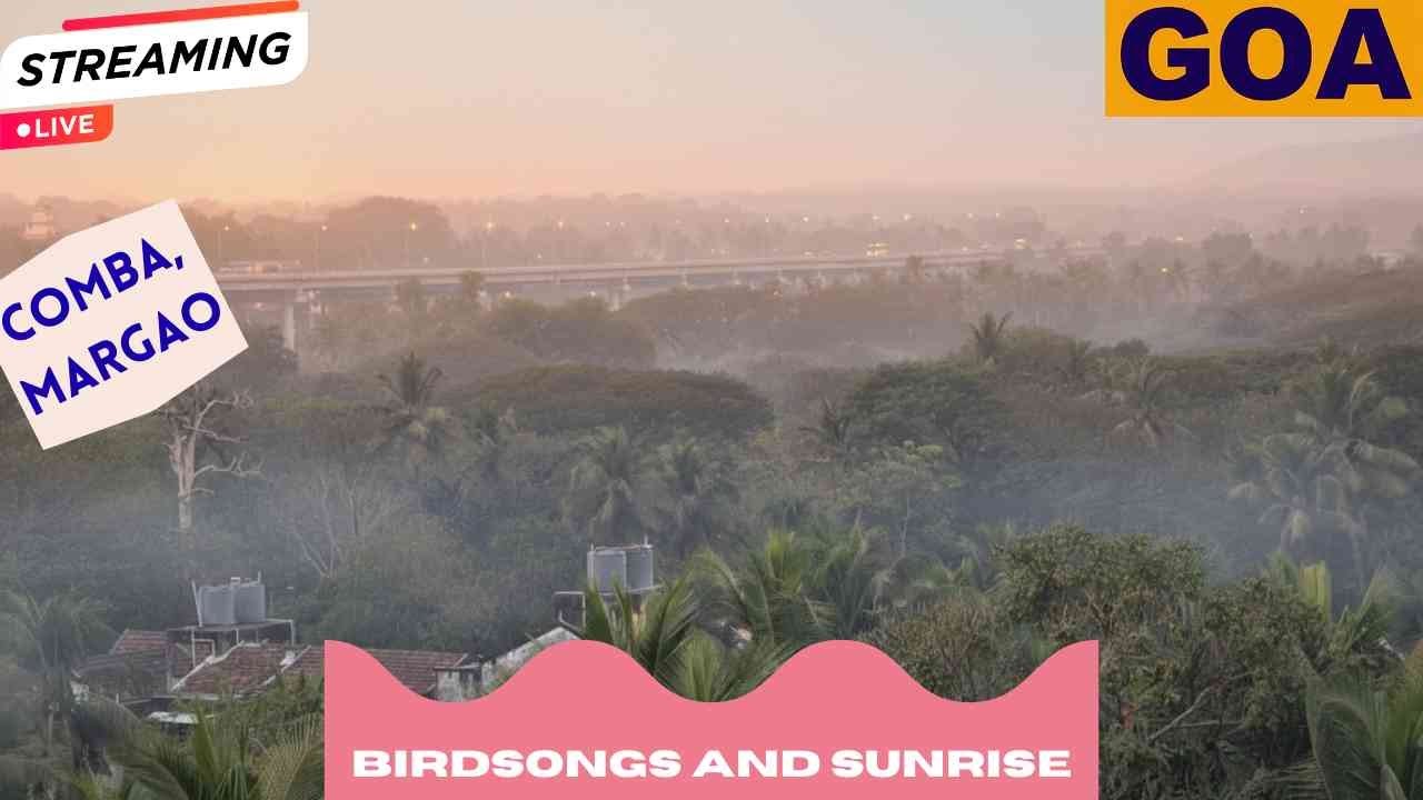 ​🔴 LIVE: Margao, Goa Morning Birdsong | Nature Ambience