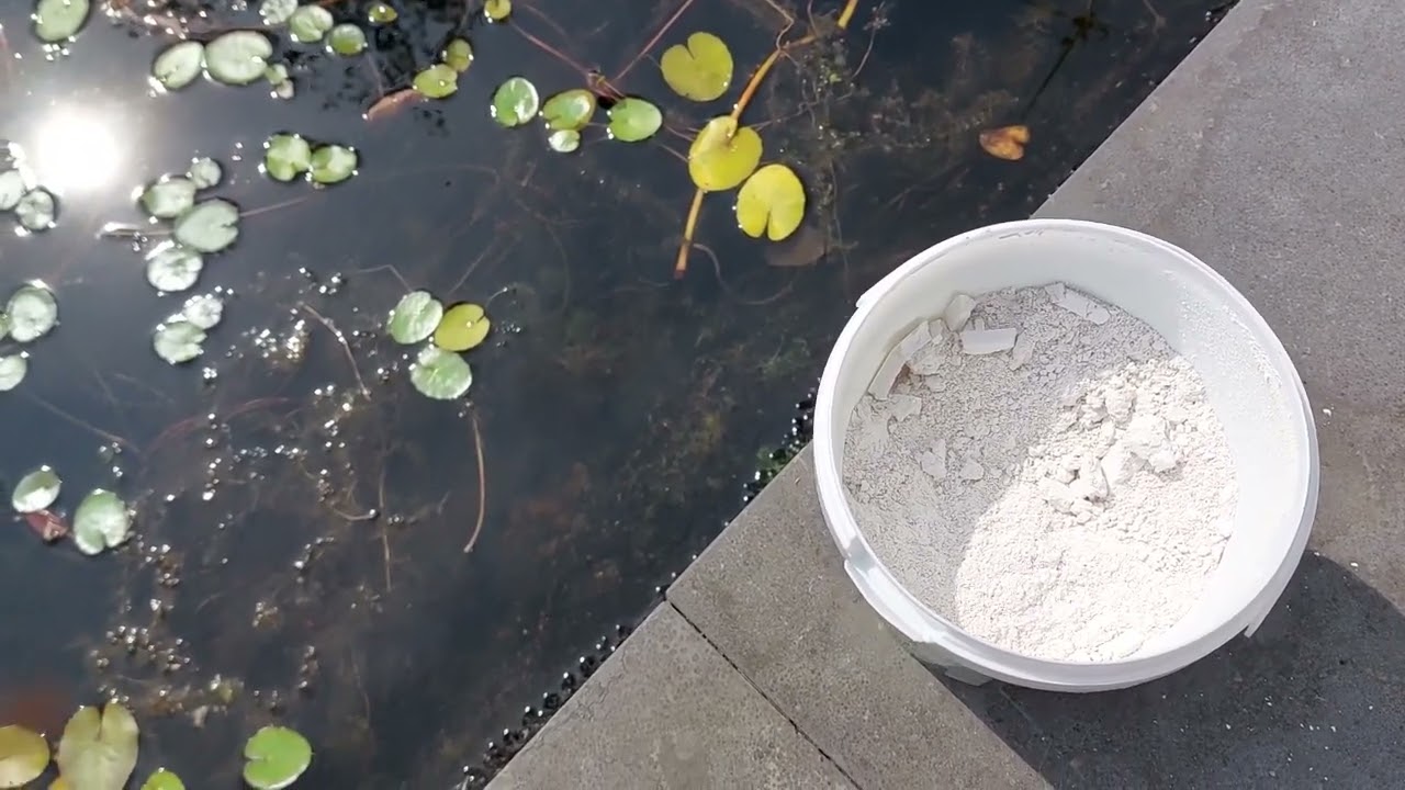 Vijf tips voor een heldere vijver in je tuin