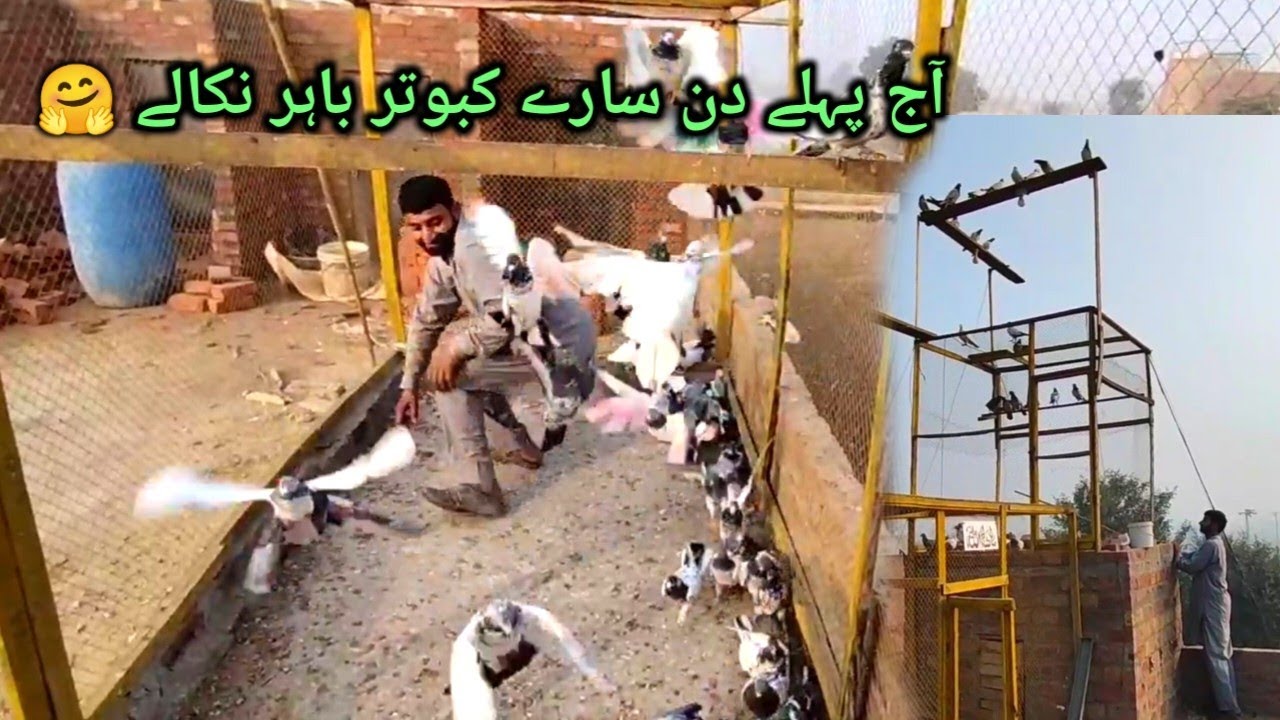 Pardesi Ke Kehne Pe Sare Kaboter Bahir Nikaal Diye🤗
