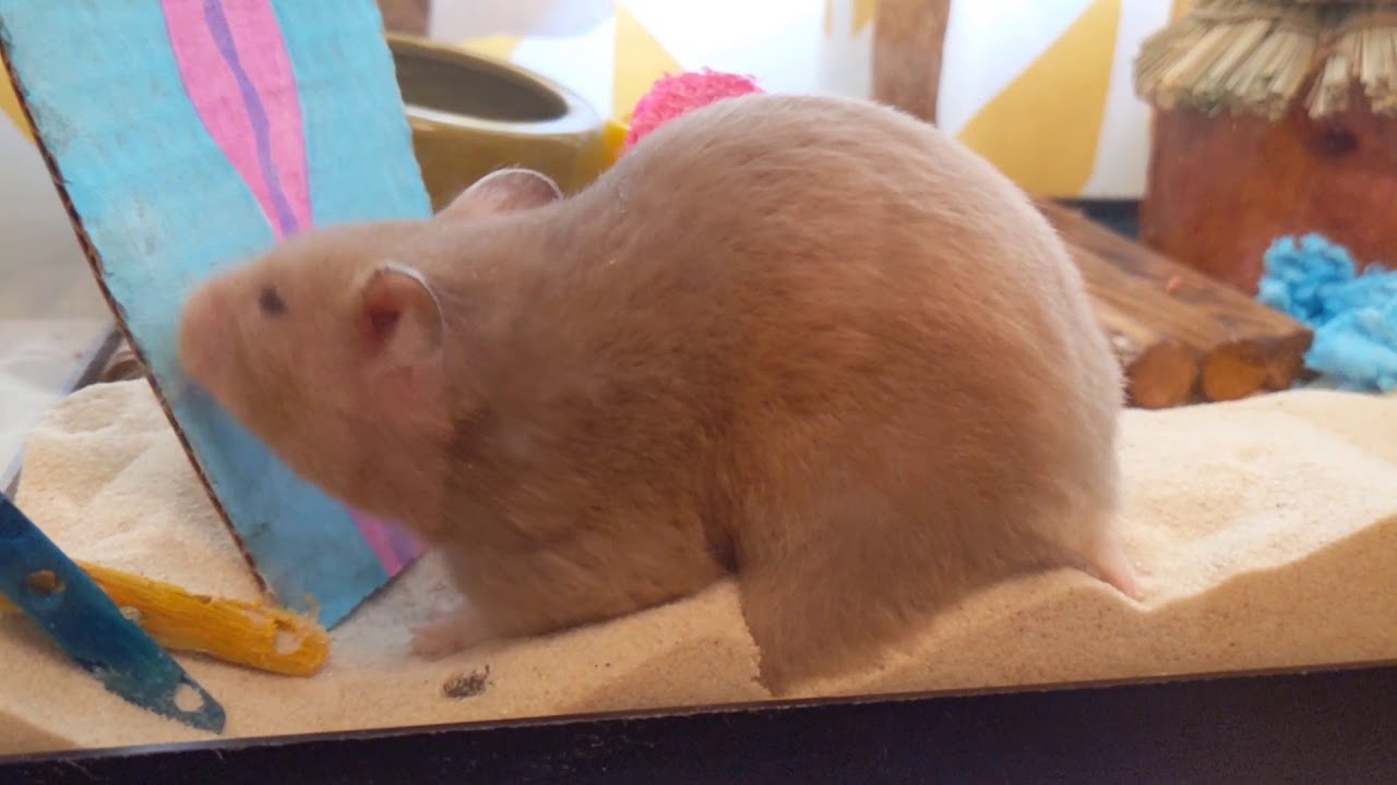 Leslie's Beach: A Surfing Hamster Habitat