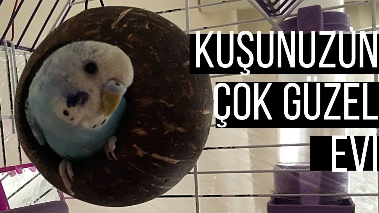Hindistan cevizinden kuş yuvası yapımı