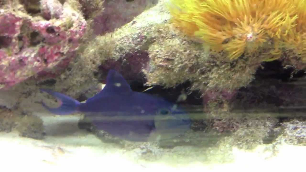 Are Triggerfish reef safe?