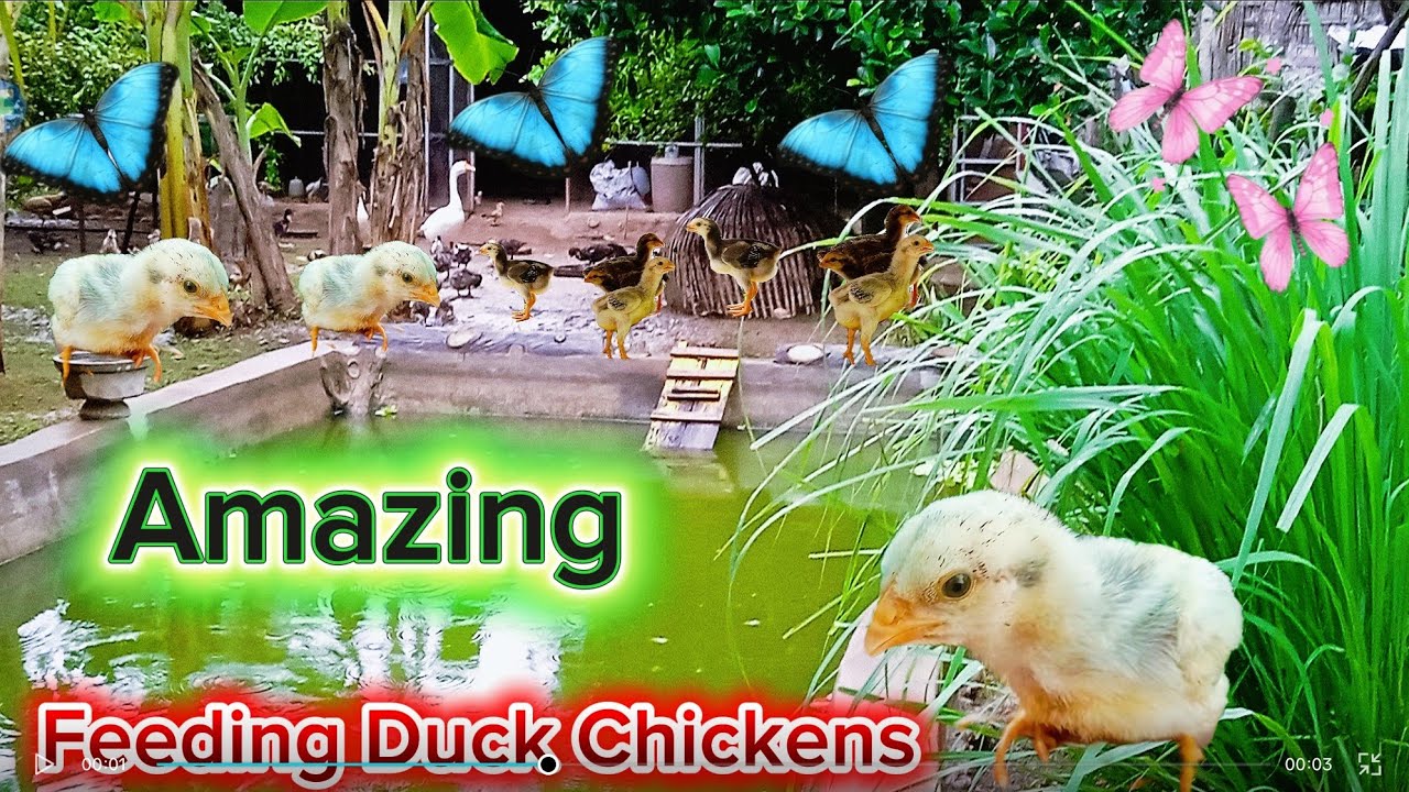 如何喂养雏鸟 很多鸡 How to feed ducklings Part​ 8