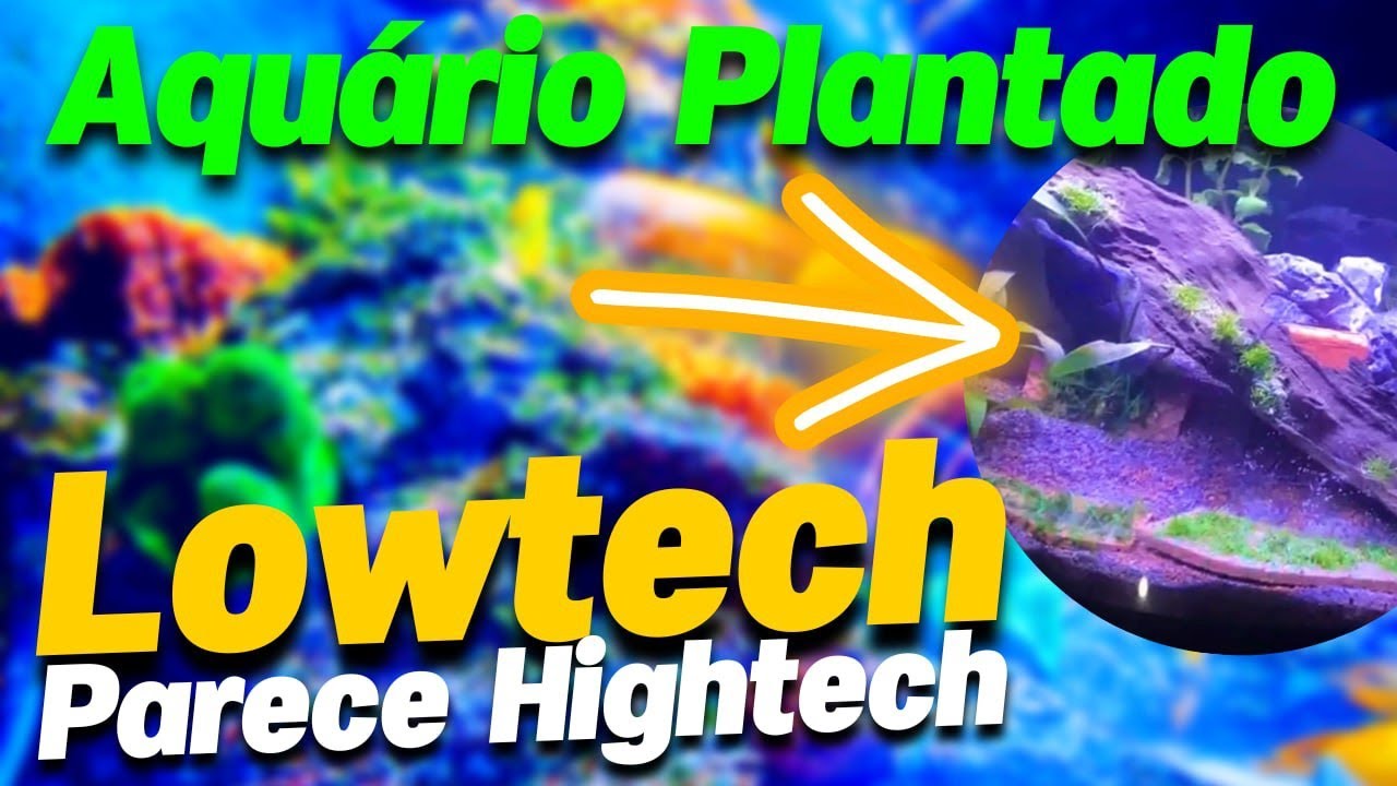 TRANSFORME SEU AQUÁRIO COM PLANTAS NATURAIS – NOVO DESIGN CURVO QUE PARECE HIGHTECH!