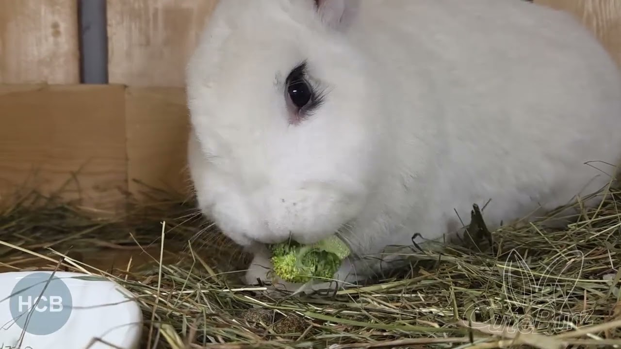 Fox and his little crooked lip enjoying broccoli