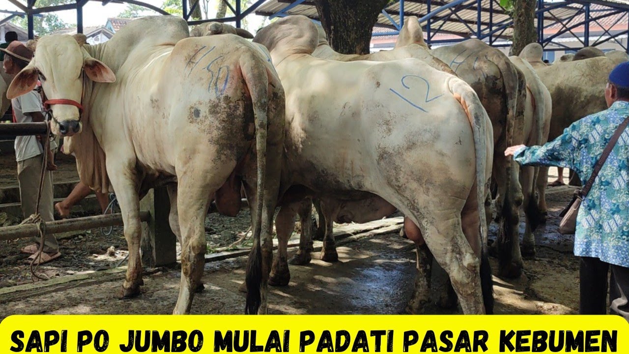 Sapi PO jumbo Mulai Padati Pasar Kebumen Jelang Idul Fitri