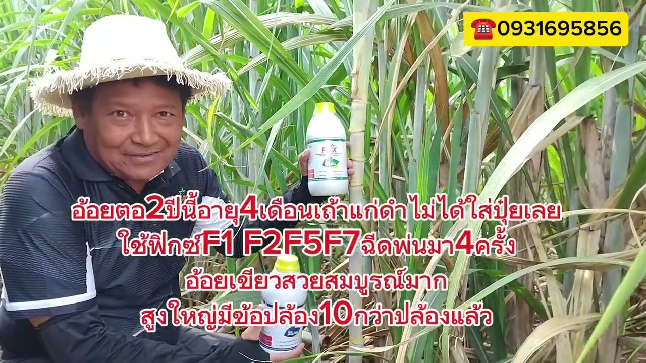 #อ้อยตอ2ไม่ใส่ปุ๋ย ทำไงตามไปดู☎️0931695856