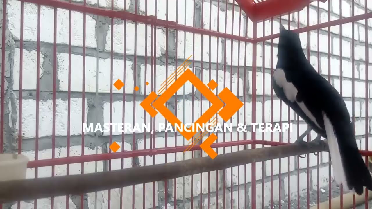 Suara KACER TARUNG ini AMPUH untuk TERAPI Mental KACER, 3 Menit jadikan KACER BUKA EKOR
