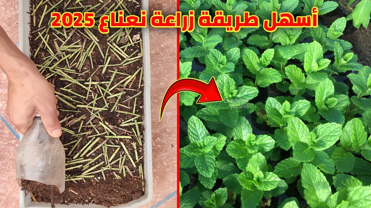 طريقة سهلة جدا لزراعة النعناع في المنزل ☘️✨ 2025