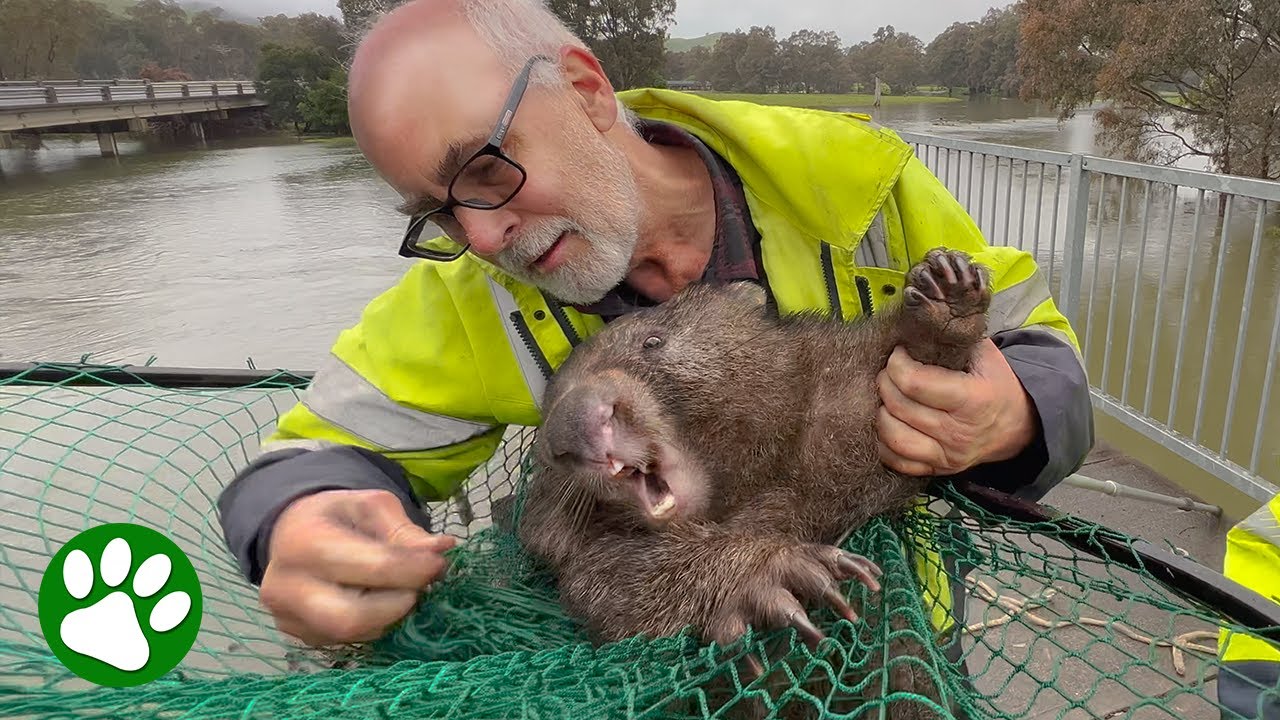 Elderly Man Rescues Panicked Wombat