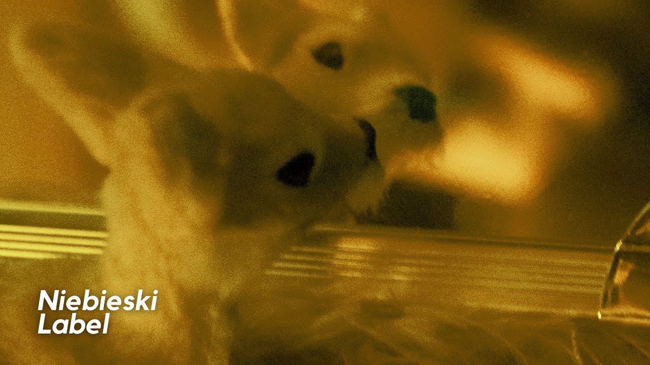 Sara Kordowska — Sarna (Official Audio)