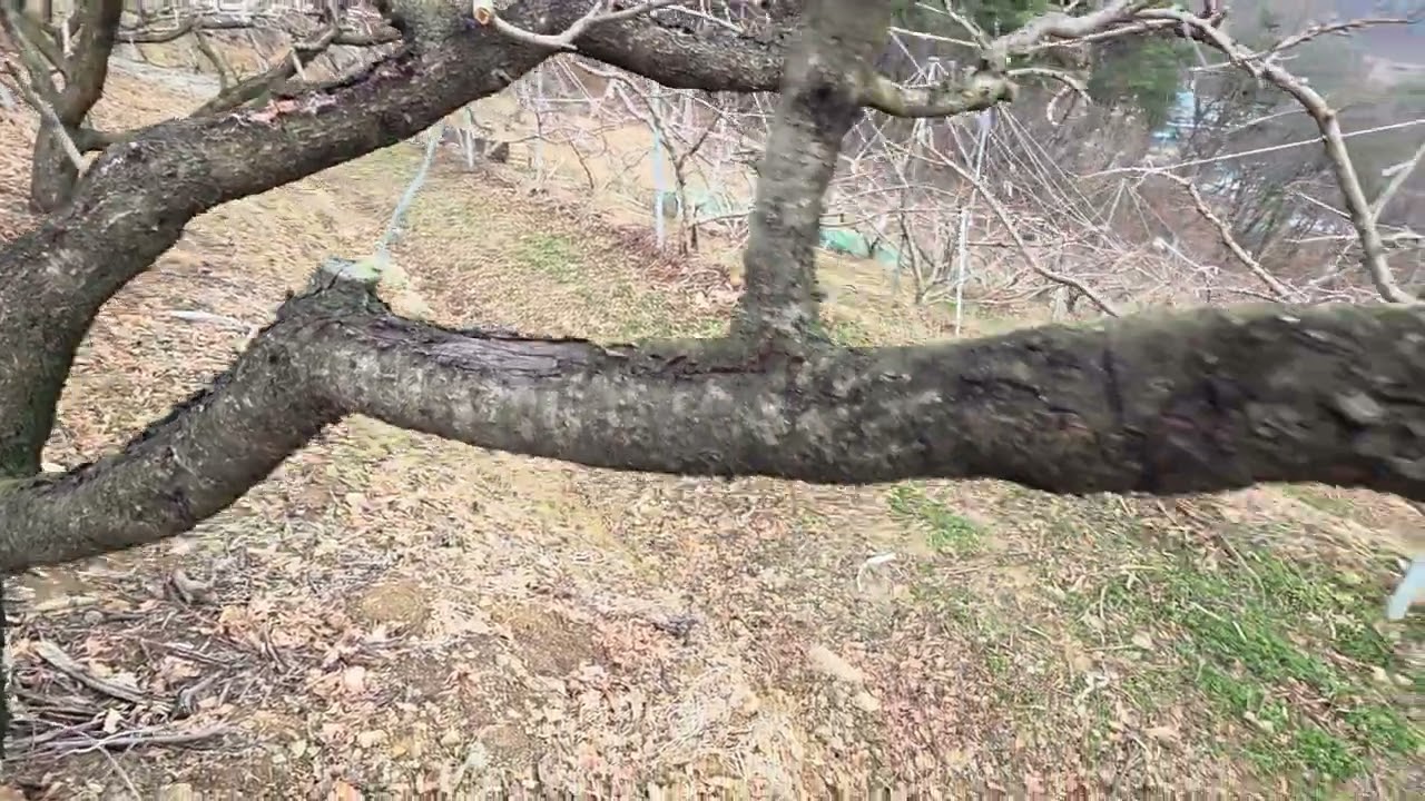 고수분이 알려주는 복숭아나무 낮게키우는방법. 70~80프로 서서 수확 하는방법.유인방법.전지방법.산비탈 식재방법.수확많이하는 방법.