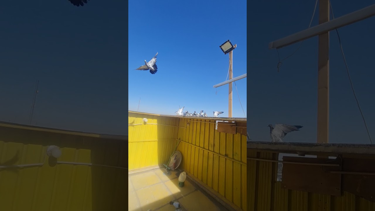 هذه المقطع الثاني مال تثبيت الافراخ