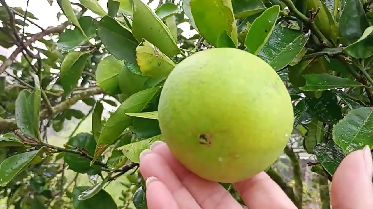 Fiquei cansada,mas mostrei tudo,bora comigo 🙏🏻🏡
