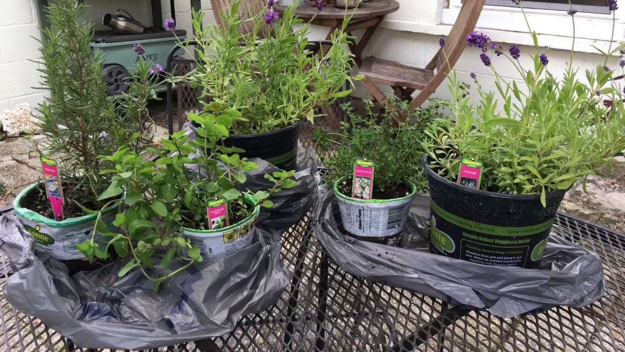 Making an easy herb fairy garden