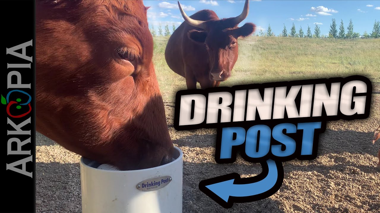 💧Drinking Post - Zero Energy Water for Livestock - Full Install, Overview, Service, & more.