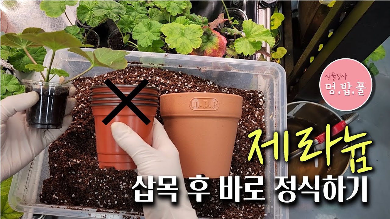 제라늄. 삽목에서 바로 정식으로.#제품구입은 아래 '더보기'에 있어요