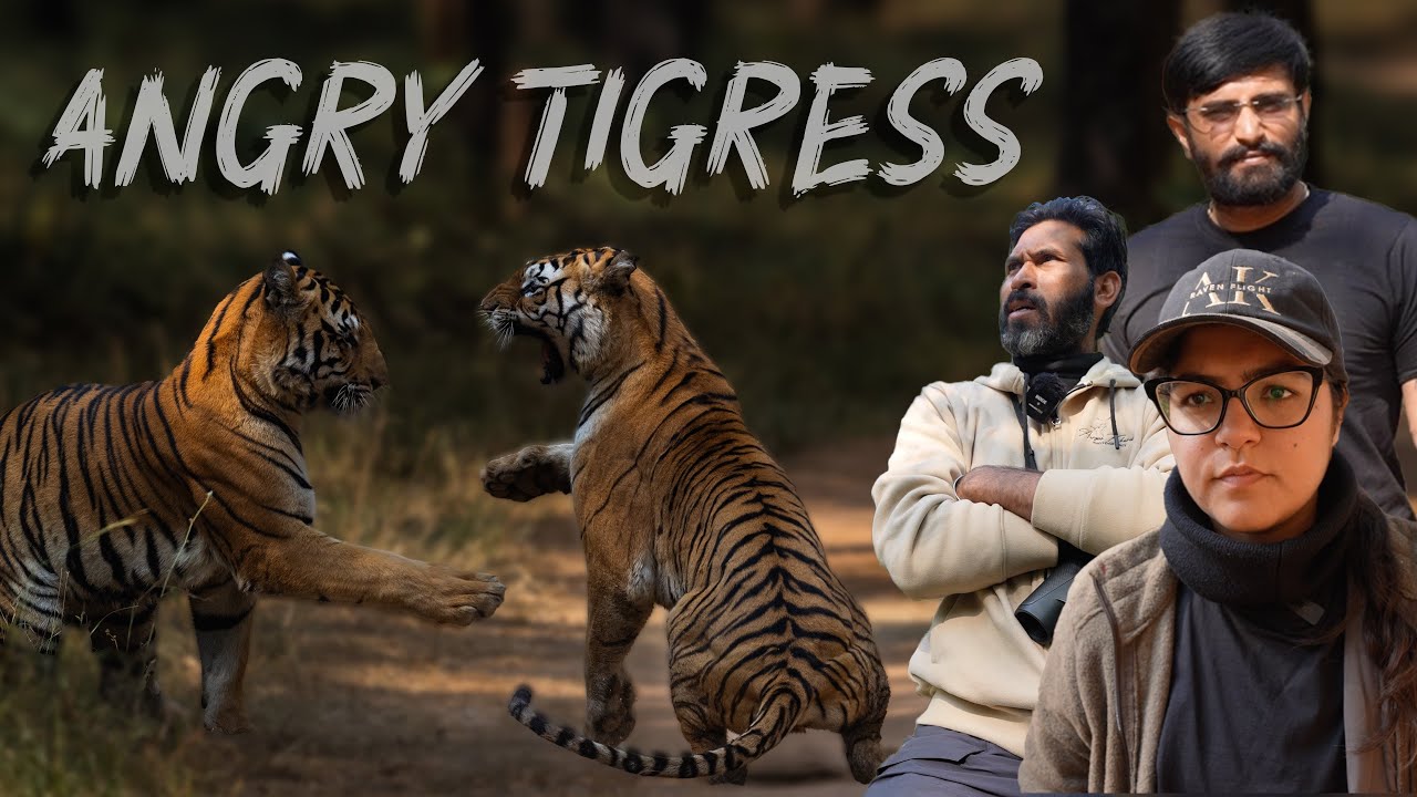 TIGRESS got ANGRY at the TIGER  | Pench Tiger Reserve Sony Alpha -1 4K | ATR DAILY VLOG - 47