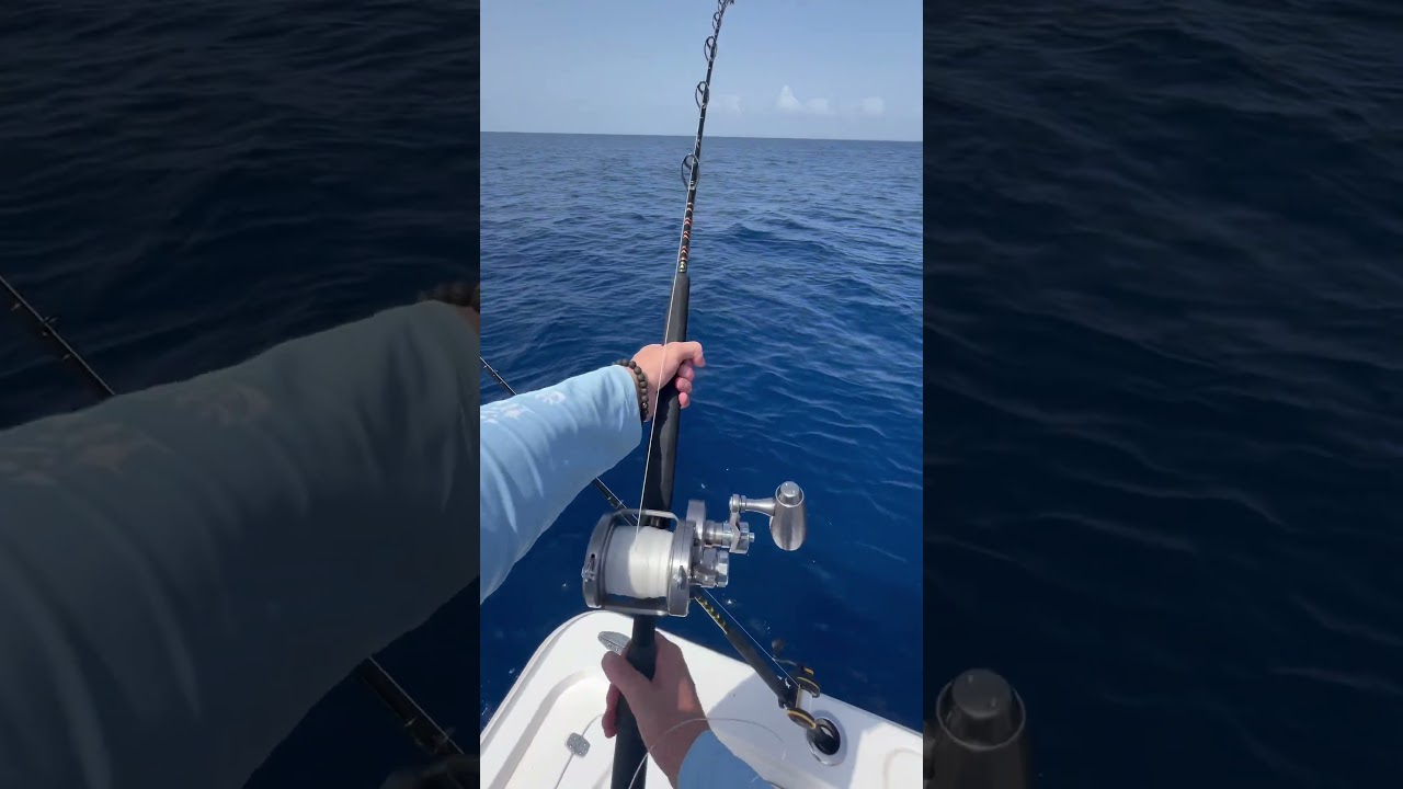 Have you ever caught this fish? #fishing #offshorefishing #florida #saltlife #fish #shorts