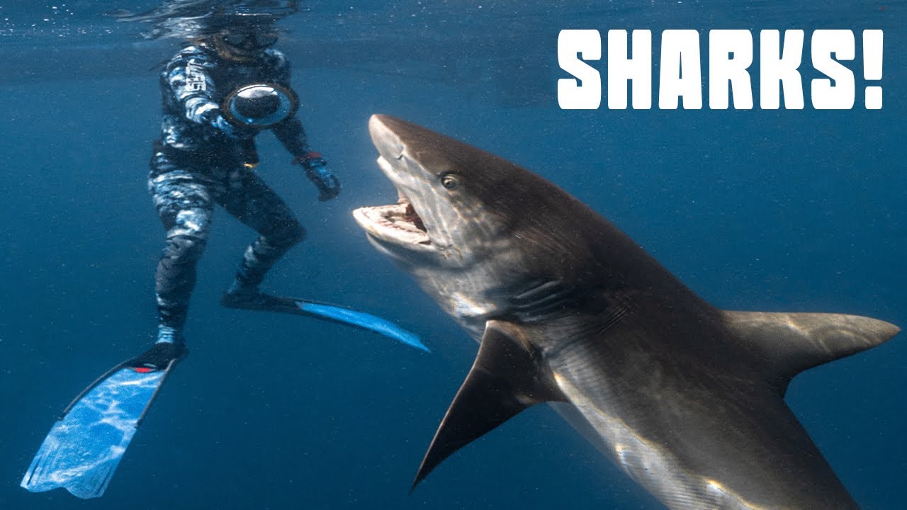 Diving with Bull Sharks, Lemons and Reefs! Florida Shark Divers