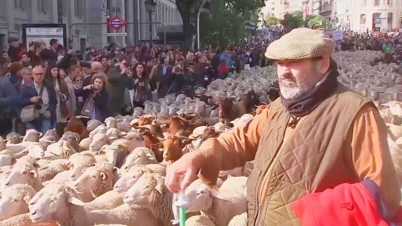2,000 Sheep Parade Through Spain's Streets to Migrate South for Winter