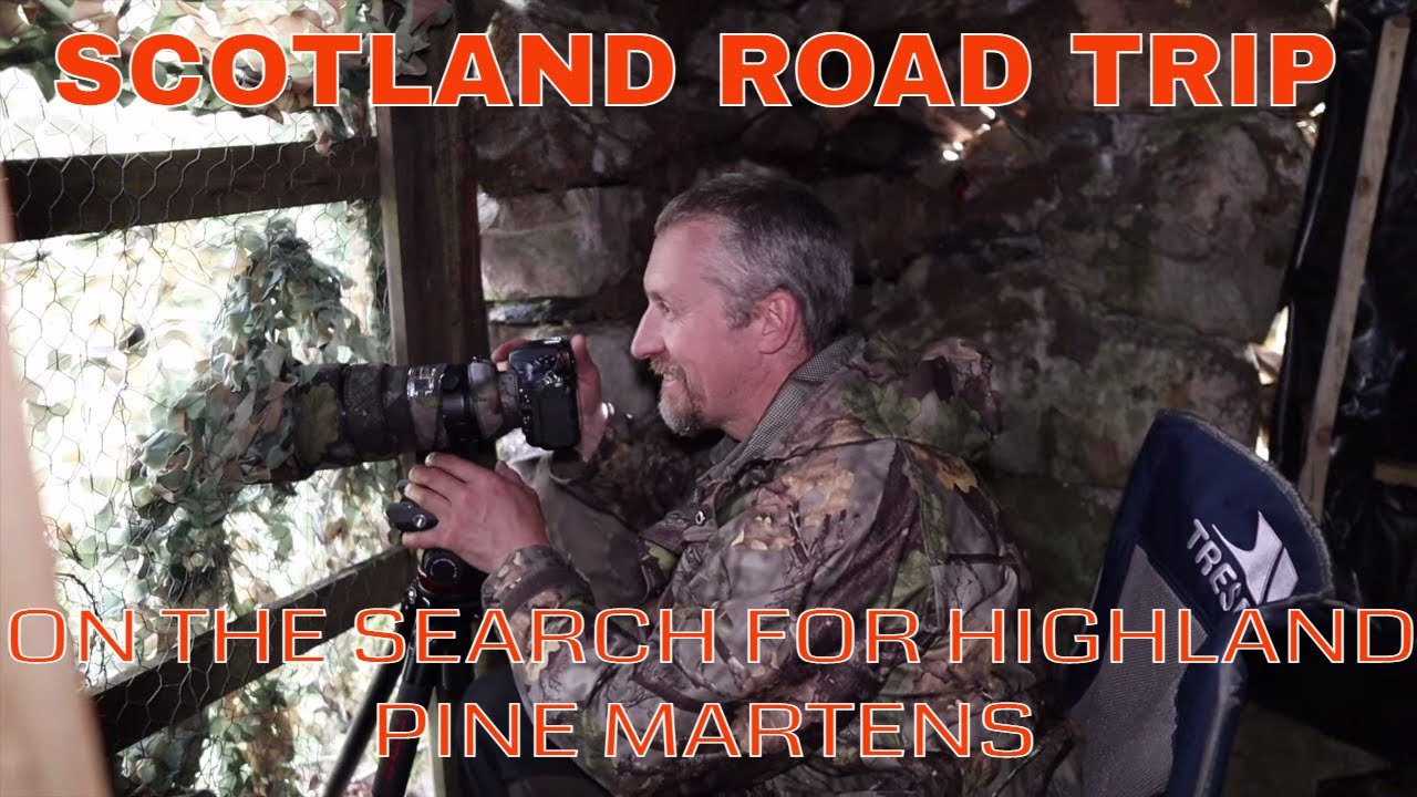 WILDLIFE PHOTOGRAPHY- ROAD TRIP - HIGHLAND SEARCH FOR PINE MARTENS