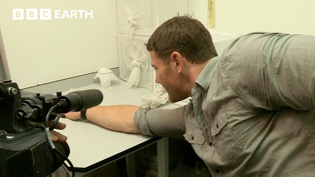 The Deadliest Animal On Earth May Surprise You | Deadly 60 | BBC Earth Kids