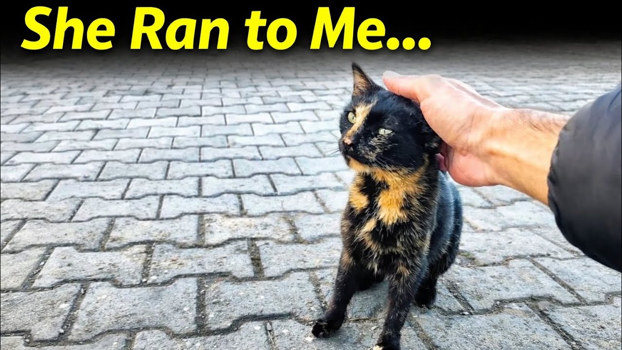She Ran to Me the Moment She Saw Me 😻