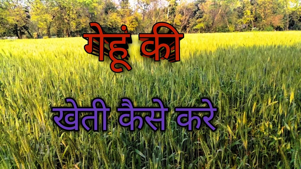 टॉप गेहूं# गेहूं की खेती कैसे करें #desi #farming #agriculture #gardening 