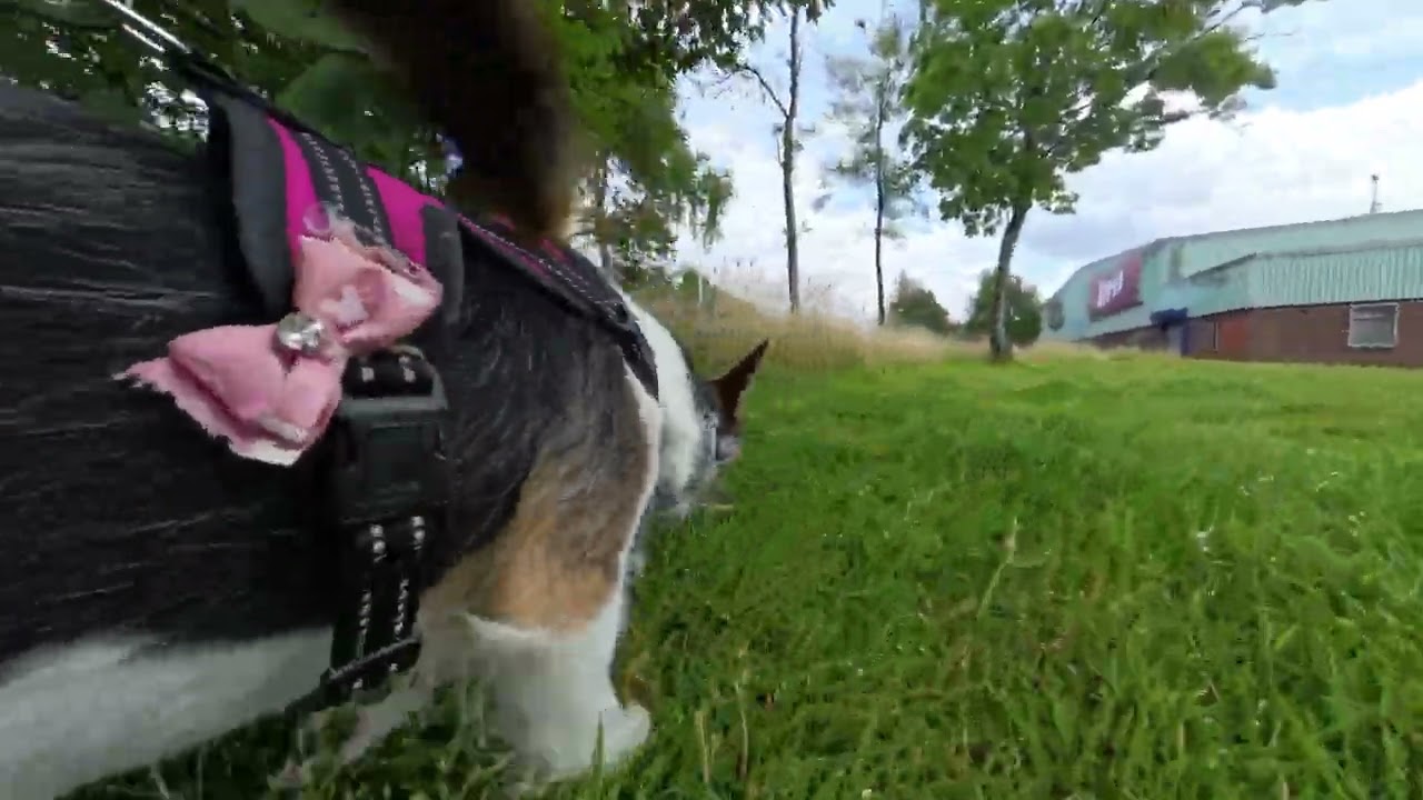Pixie Walking amongst the grass