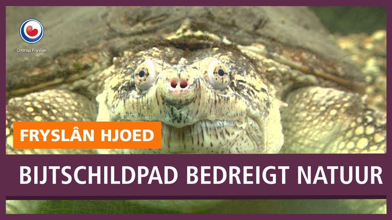 REPO: Gevaarlijke bijtschildpad bedreigt Friese natuur
