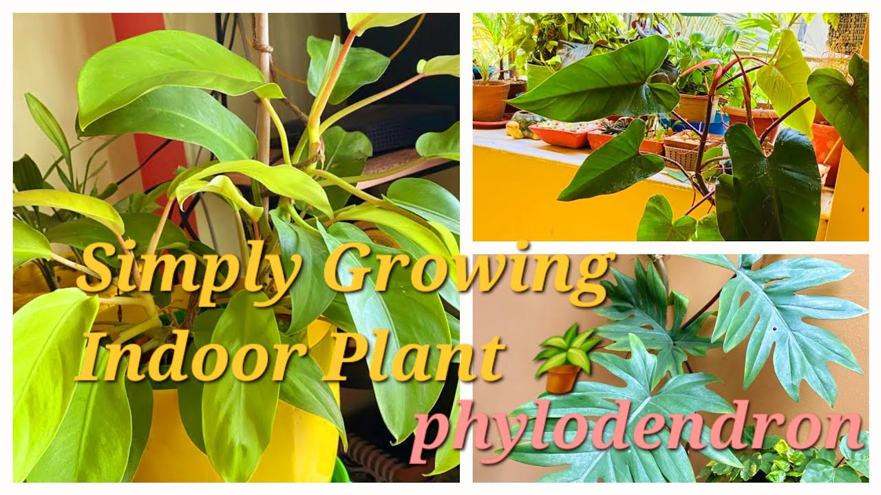 Ultimate Guide to Philodendron and Ceylon Gold Plant Care: Tips & Easy Methods