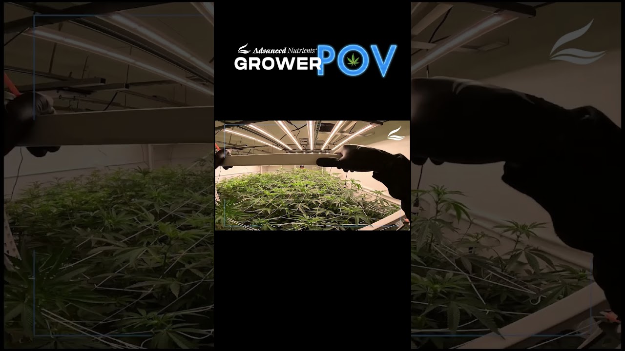 Grower POV: Setting Up Trellis #shorts
