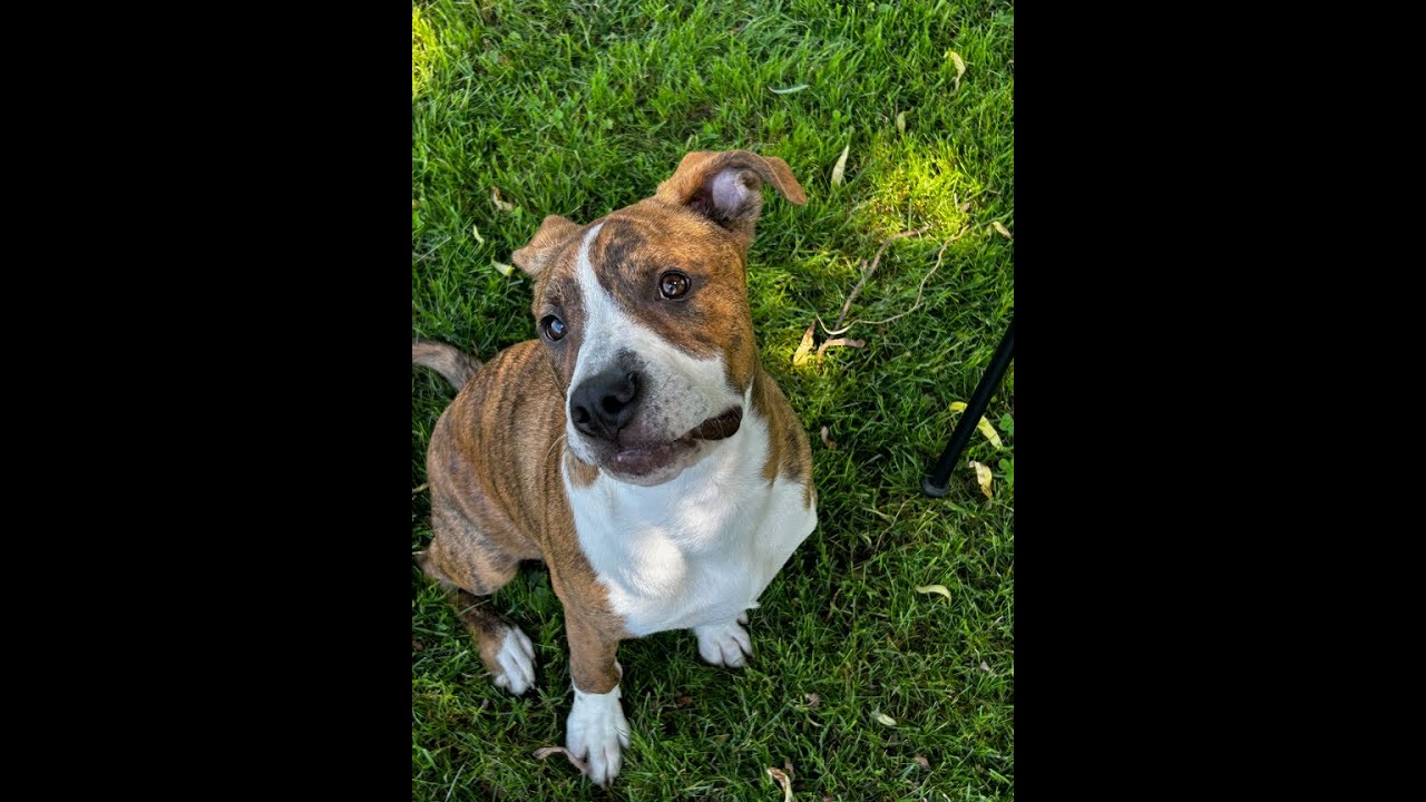 Pick your next petat the Ashtabula County Animal Protection League