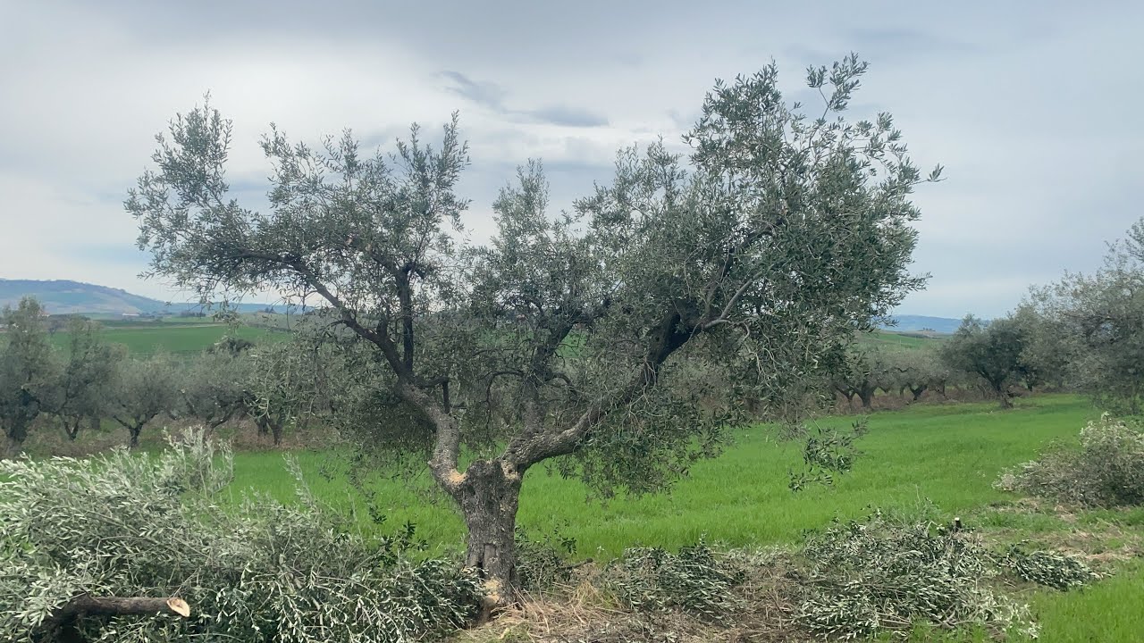 Come capire i tagli da effettuare osservando l’olivo