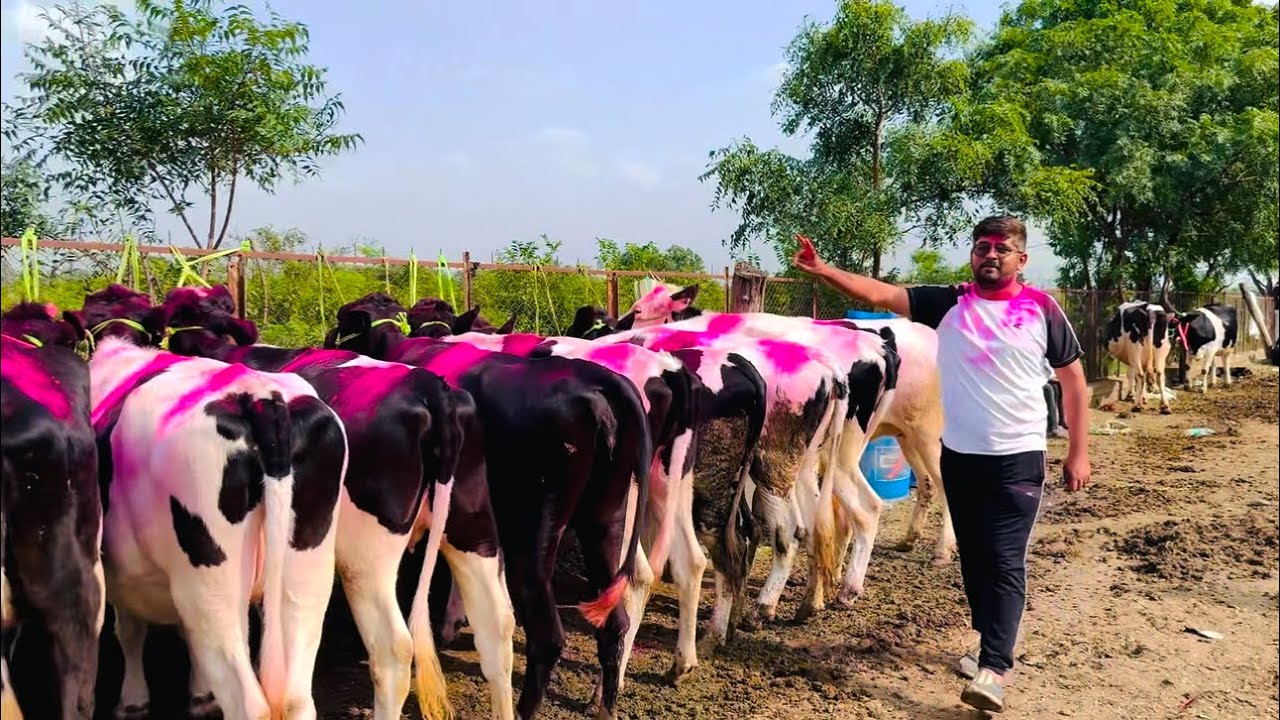 वर्धा जिल्ह्यातील शेतकऱ्याने केली अनिलशेठ वैरागर यांच्या दावणीच्या टॉपच्या बारा गाभन कालवडींची खरेदी