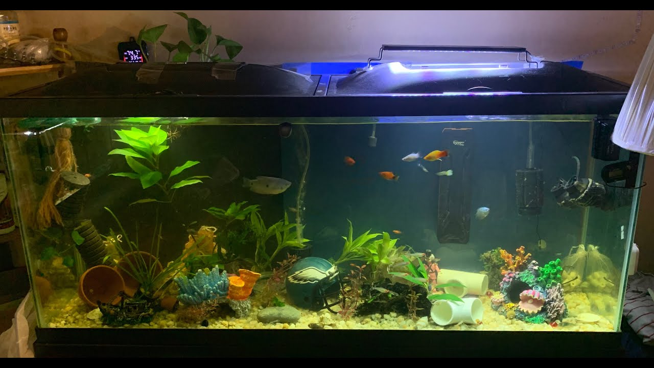 Bobby's Aquarium LIVE