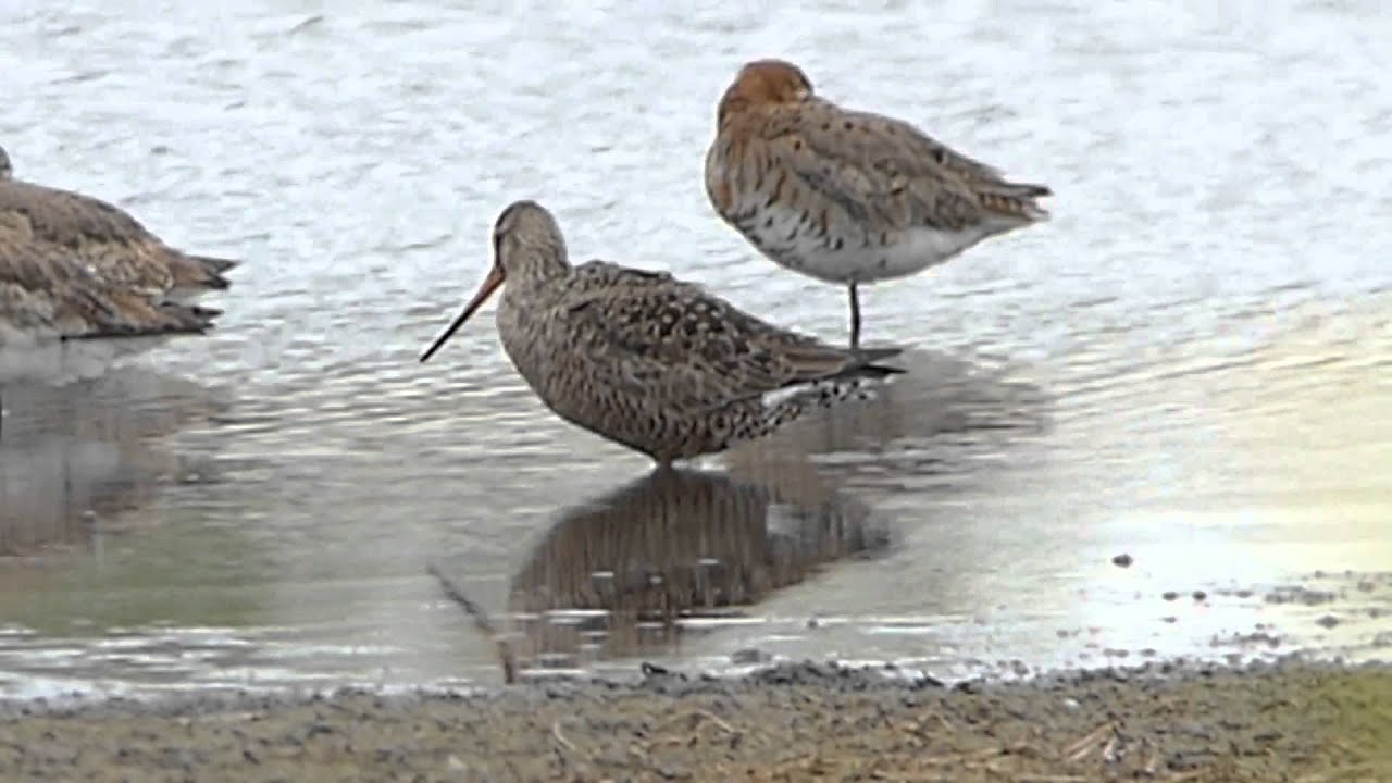 Hudsonian Godwit, Shapwick, Somerset 2015. Dave Foot