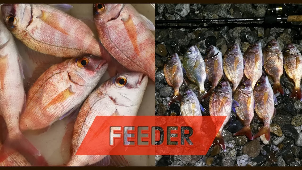 ClipAngler - FEEDER IN MARE AI PAGRI volume 2 - pescata con live strike e tante catture