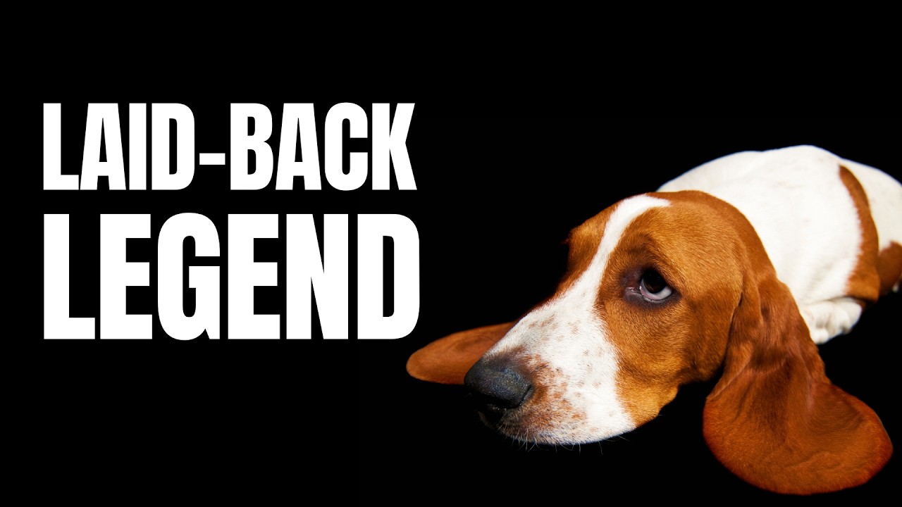 Basset Hound: Calm, Loyal, and Deeply Devoted
