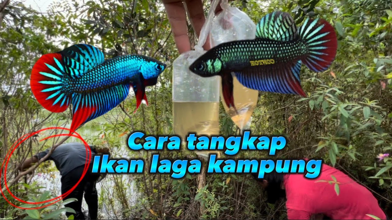 CARA tangkap ikan laga kampung Jumpa buih karak‼️‼️ part6