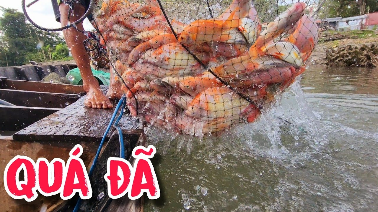 Đợi Đàn Cá Chui Cả Vào Dớn , Mình Chỉ Việc Trút Hết Vào Khoang | #66TV #fishing