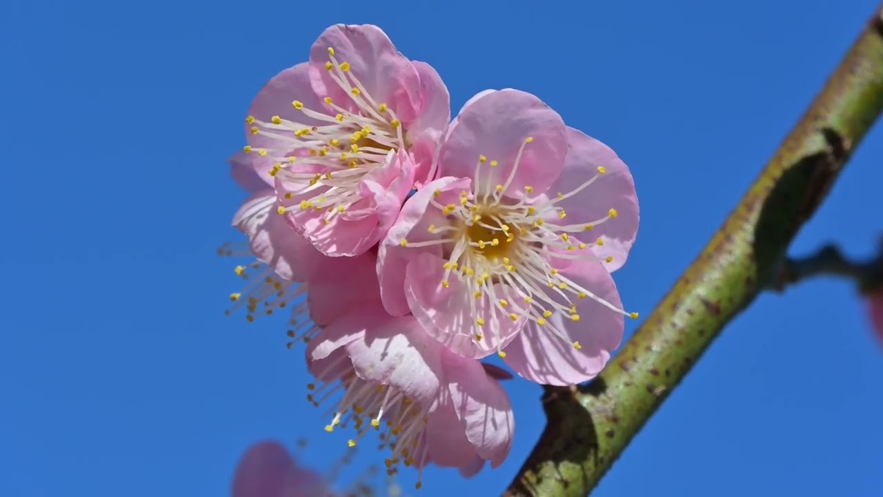【梅花三弄】 姜育恆
