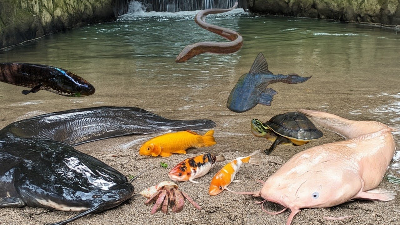Seru..Menangkap Ikan Lele Besar Di Sungai Kecil,Ikan Koi,Ikan Gabus,Belut,Kelomang,Ikan Cupang