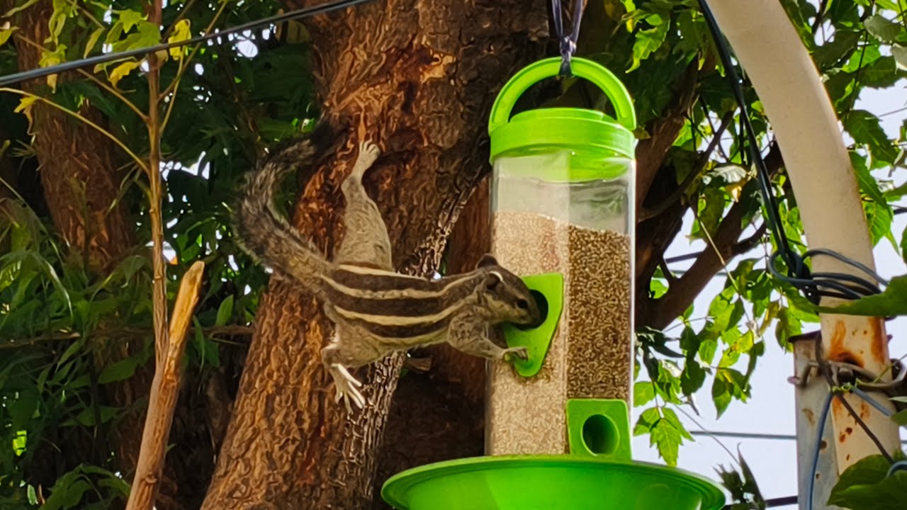Squirrel is eating seeds but different types #trending #birds #squirrel #water @prithvimitr